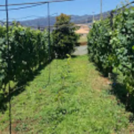 Vinha * Arco da Calheta (Madeira)