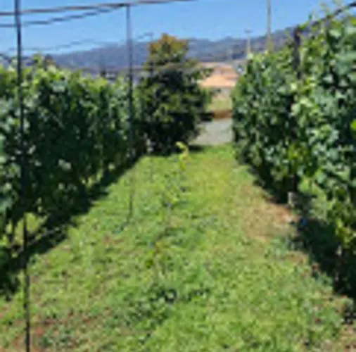 Vinha * Arco da Calheta (Madeira)